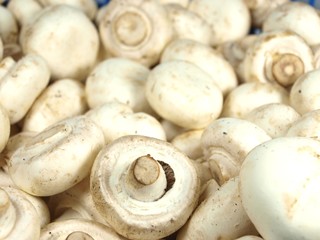 white field mushrooms background