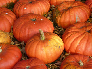 Pumkins for sale