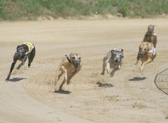 Greyhounds