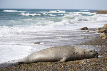 Fototapeta premium Big male elephant seal, Patagonia, Argentina.