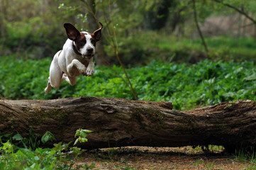 Hund im Sprung