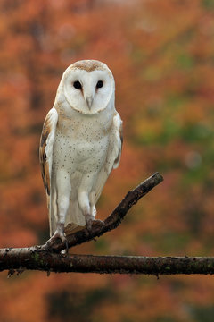 Barn Owl In Autumn