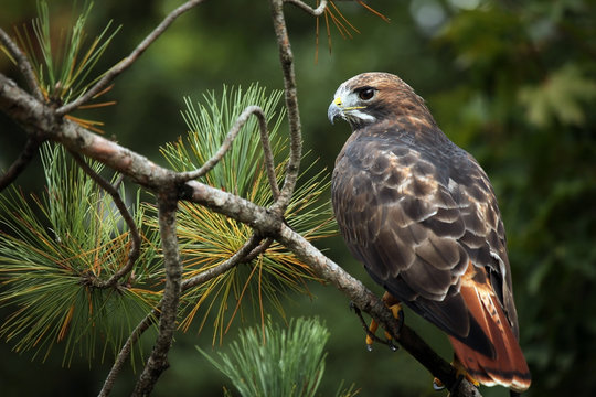 Red-Tailed Hawk