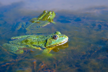 Two green frogs