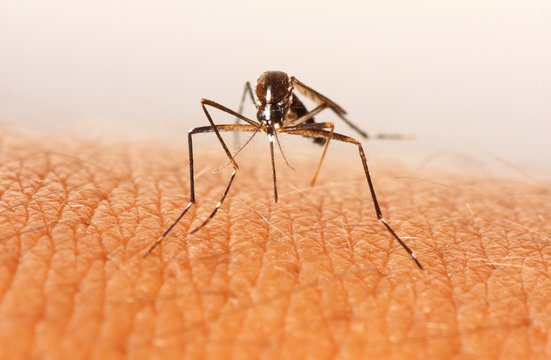 Mosquito al ataque