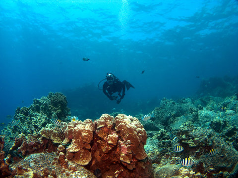 Diver on a Reef with Sergeant Major Fish