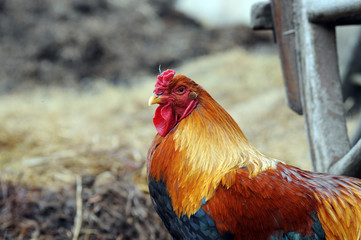 gallus domesticus