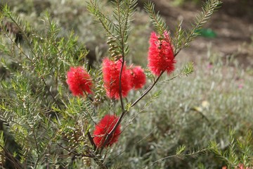 Scarlet Honeymrytle - Native Australian Wildflower