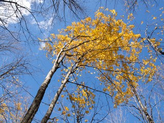 Automne au Canada