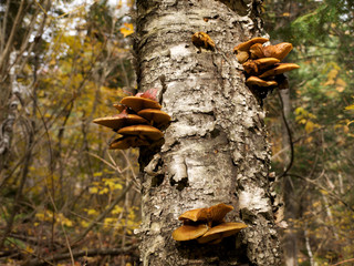 Champignon d'automne, au Canada