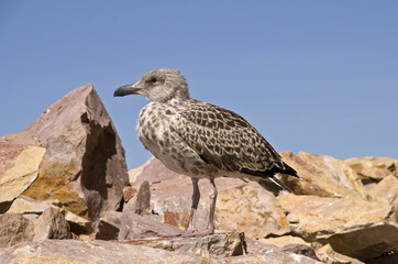 Seagull among rocks