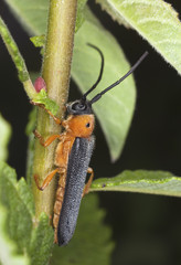 Eyed longhorn beetle (Oberea oculata) Macro photo.