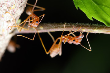 Weaver Ants