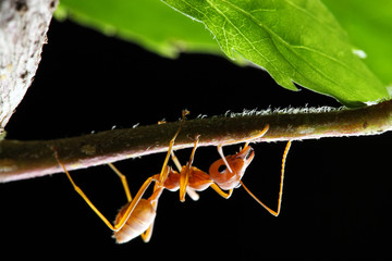 Weaver Ant