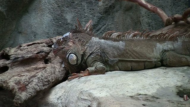 iguane