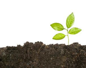 Tree shoot isolated on white background
