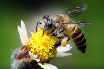 Bee