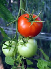 tomatoes