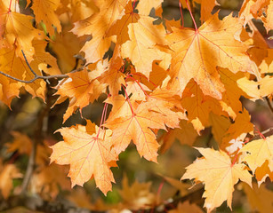 Leaves. Beautiful colors of autumn.