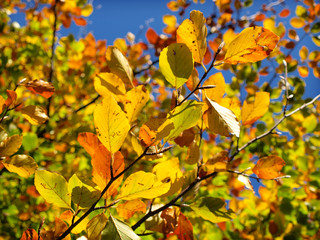 Natural backgrounds
