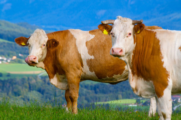 Fototapeta na wymiar Beautiful cows