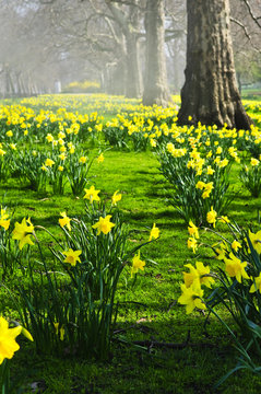 Fototapeta Daffodils in St. James's Park