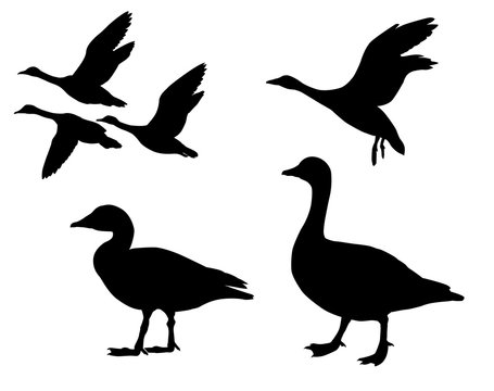 silhouette  geese on white background