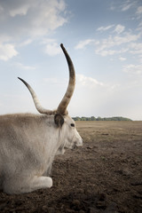 Ungarisches Graurind,  „Bos primigenius taurus hungaricus“