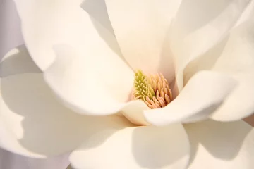 Gordijnen Witte magnolia bloemen © HolidayVisionStudio