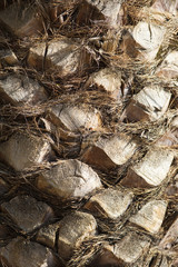 Texture of cortex of a palm