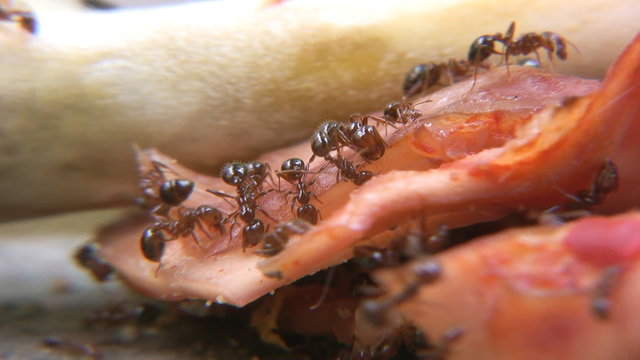 Hormigas