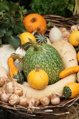 gastronomie legume 01