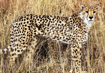 Gepard © Galyna Andrushko