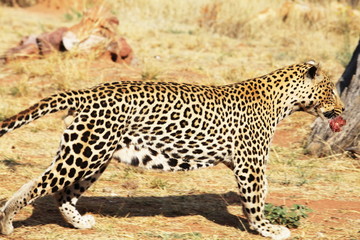 Obraz premium Leopard
