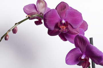 Close up of a purple orchid - isolated on white background