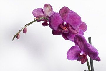 Close up of a purple orchid - isolated on white background