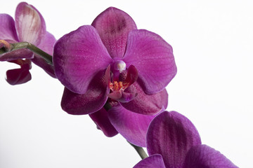 Close up of a purple orchid - isolated on white background