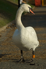 Autumn Swan