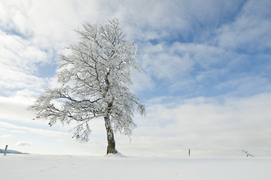Winterbäume_3