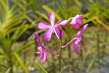 Orchid,Erawan Nationalpark,Thailand,