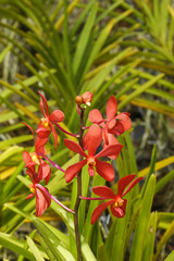 Orchid,Erawan Nationalpark,Thailand,asia