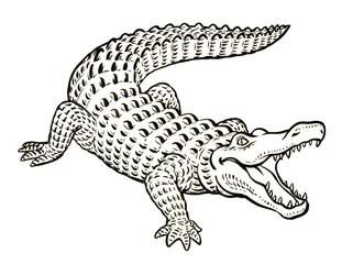 Papier Peint photo Lavable Crocodile Crocodile