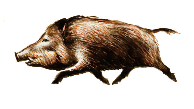 Wildschwein