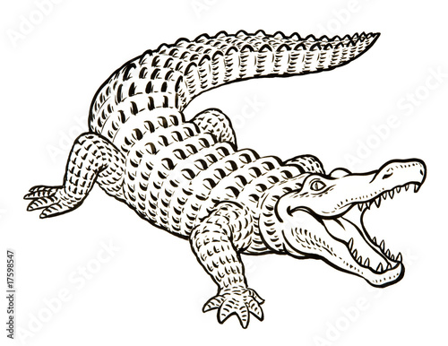 "Krokodil" Stockfotos und lizenzfreie Bilder auf Fotolia