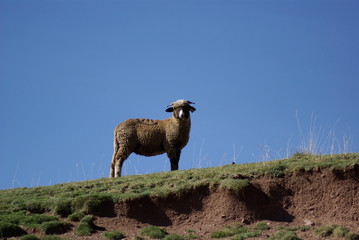 Obraz premium mouton montagne