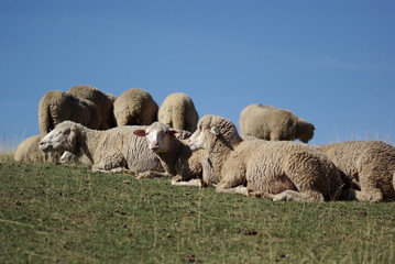 mouton laine