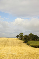 Naklejka premium clouds over stubble