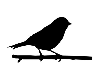 silhouette of the small bird on branch