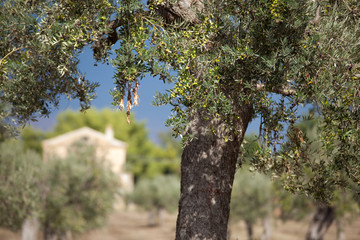 ulivo