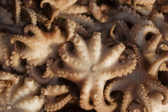 Baby Octopus